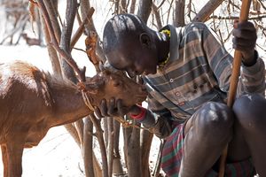 Ziegenhirt mit Ziege, Turkana, Kenia 2/2016