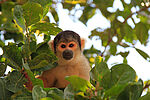 Bildergalerie Beispielregion Amazonien
